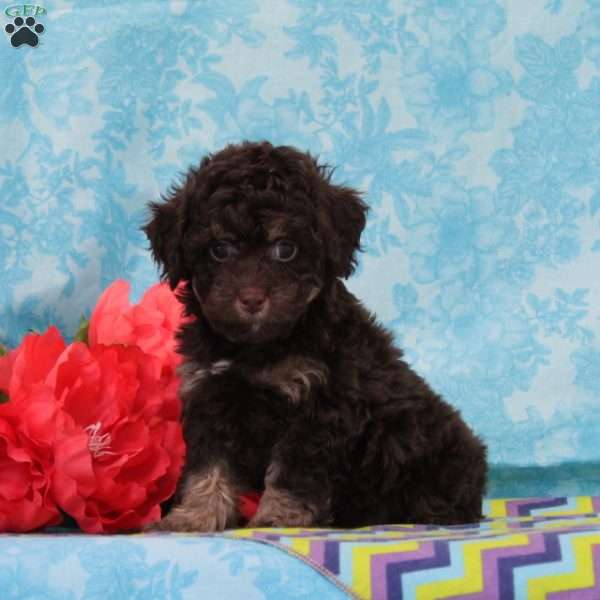 Kisses, Toy Poodle Puppy